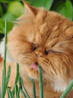 кошка и лук